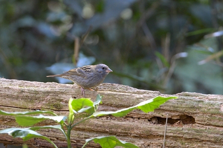 クロジ ♂ 若鳥