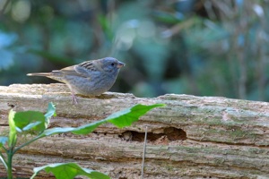 クロジ♂の若鳥 横浜市緑区の里山公園