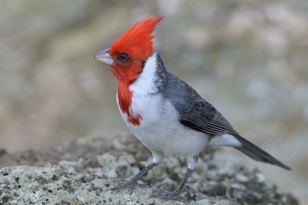 コウカンチョウ 30年後の再会 3