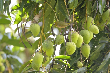 ハワイのメジロ