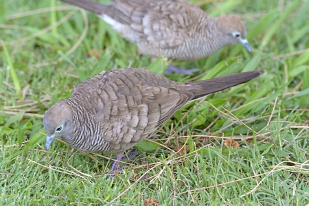 地面のチョウショウバト 1