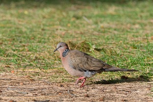 ワイキキのカノコバト