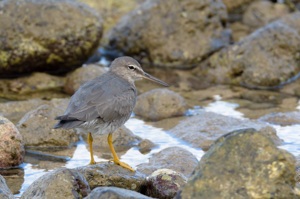 メリケンキアシシギ オアフ島 東海岸ハウウラの岸辺の公園にて