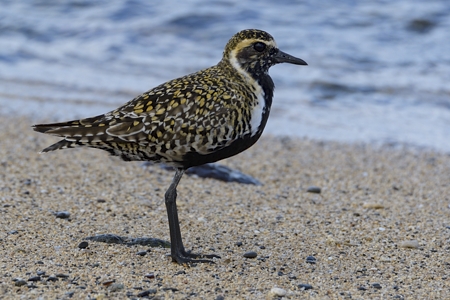 海辺のムナグロ 夏羽