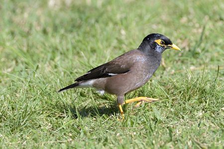 ハワイのインドハッカ ♂ 