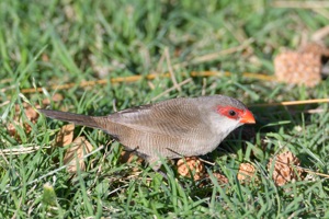 オナガカエデチョウ オアフ島 カピオラニ公園にて