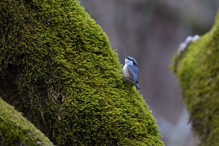 春のゴジュウカラ