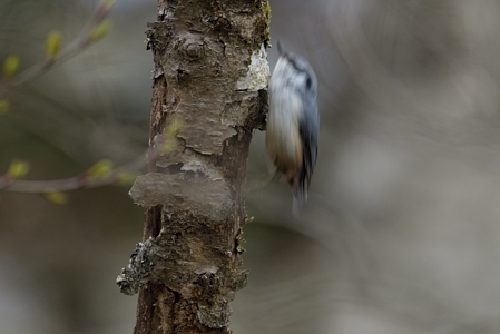 駆け登るゴジュウカラ