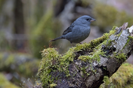 クロジ ♂ 成鳥