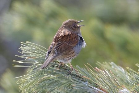 富山のカヤクグリ