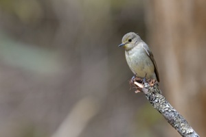 キビタキ♀ 山梨県にて