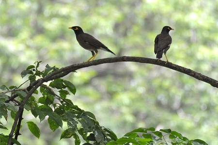 タイのインドハッカ ♂ 2