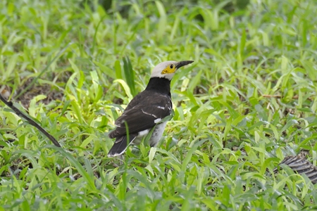 クビワムクドリ 2