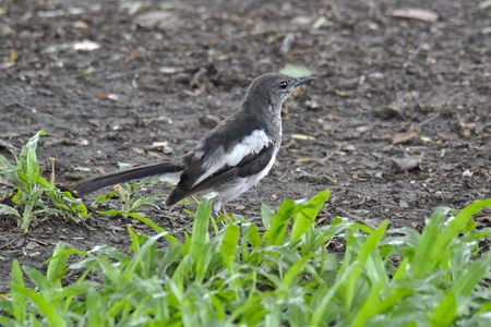 シキチョウ 若