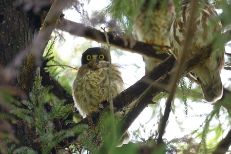 アオバズクの親子