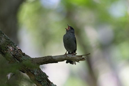 クロジ ♂ 成鳥 さえずり
