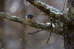 山梨のゴジュウカラ