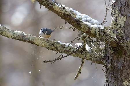 冬のゴジュウカラ