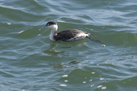 ミミカイツブリ 冬羽