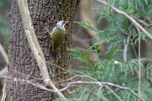 アオゲラ ♀