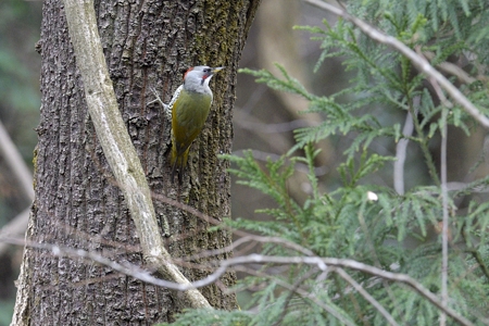 アオゲラ ♀