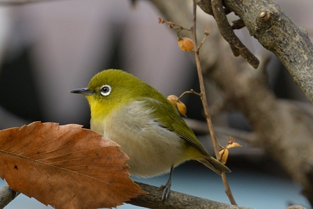 関東のメジロ 2