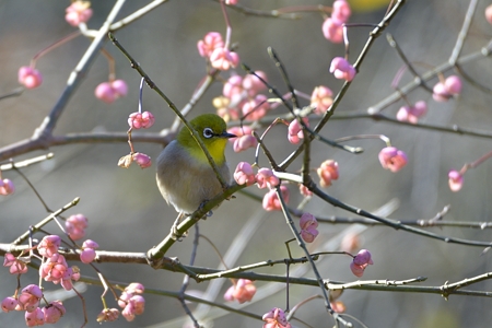 マユミにメジロ