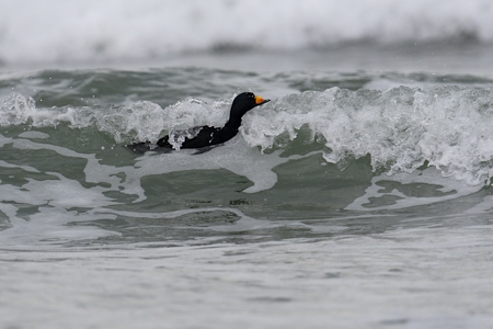 荒波に乗るクロガモ 3