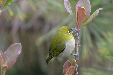 関東のメジロ 1
