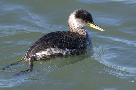 アカエリカイツブリ 冬羽