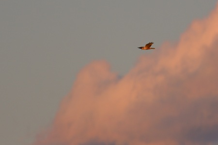 チュウヒと夕焼け