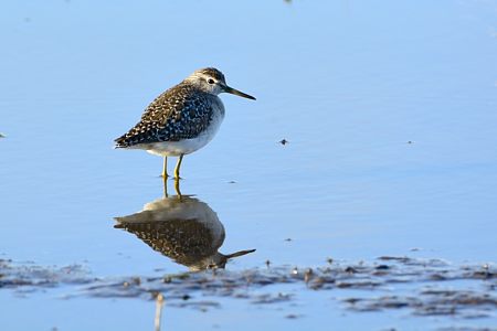 タカブシギ 冬羽 2