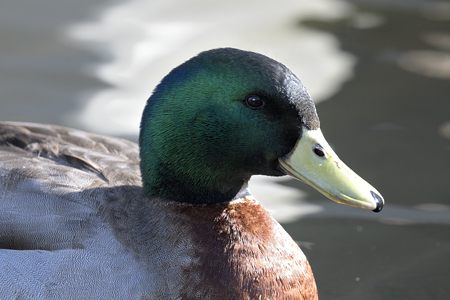 マガモ ♂ 近距離