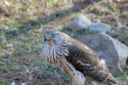 オオタカの若鳥