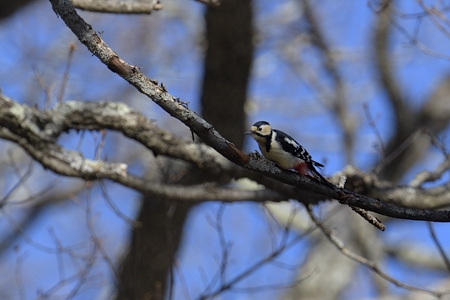 アカゲラ 冬