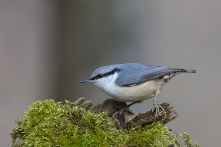 山梨のゴジュウカラ
