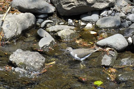 ご近所の川で見つけたイソシギ