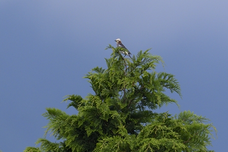 コムクドリ ♂ 2