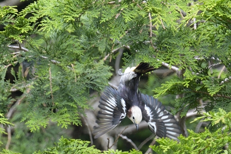 コムクドリ 飛翔