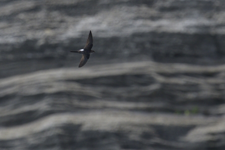 アマツバメ 断崖沿い