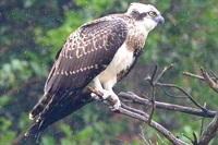 タカ目ミサゴ科タカ科