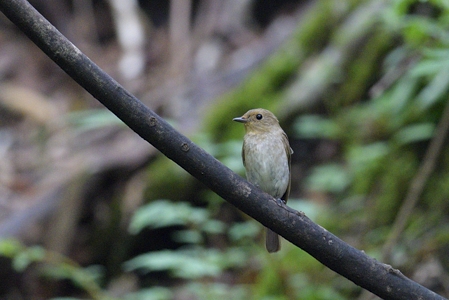 山梨のオオルリ ♀