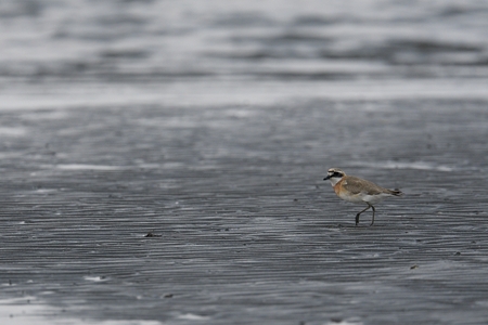 東京湾のメダイチドリ 夏羽 1