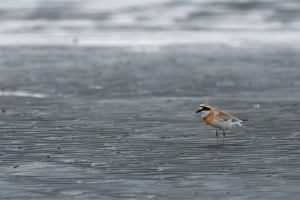 メダイチドリ夏羽その2 千葉県の干潟にて