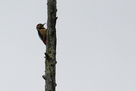 赤茶色をしたアカゲラ 秋