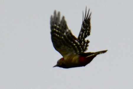赤茶色をしたアカゲラ 秋 飛翔