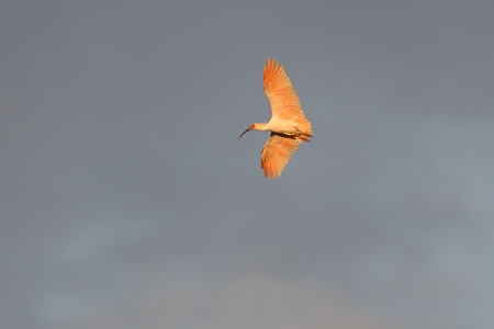 トキの飛翔 夕陽を浴びて 1