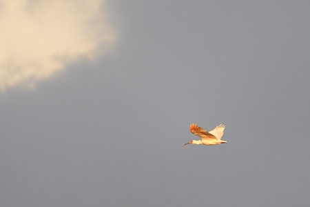 トキの飛翔 夕陽を浴びて 2