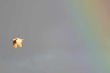 トキの飛翔 虹をバックに