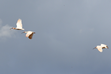 トキの飛翔 朝日の下で